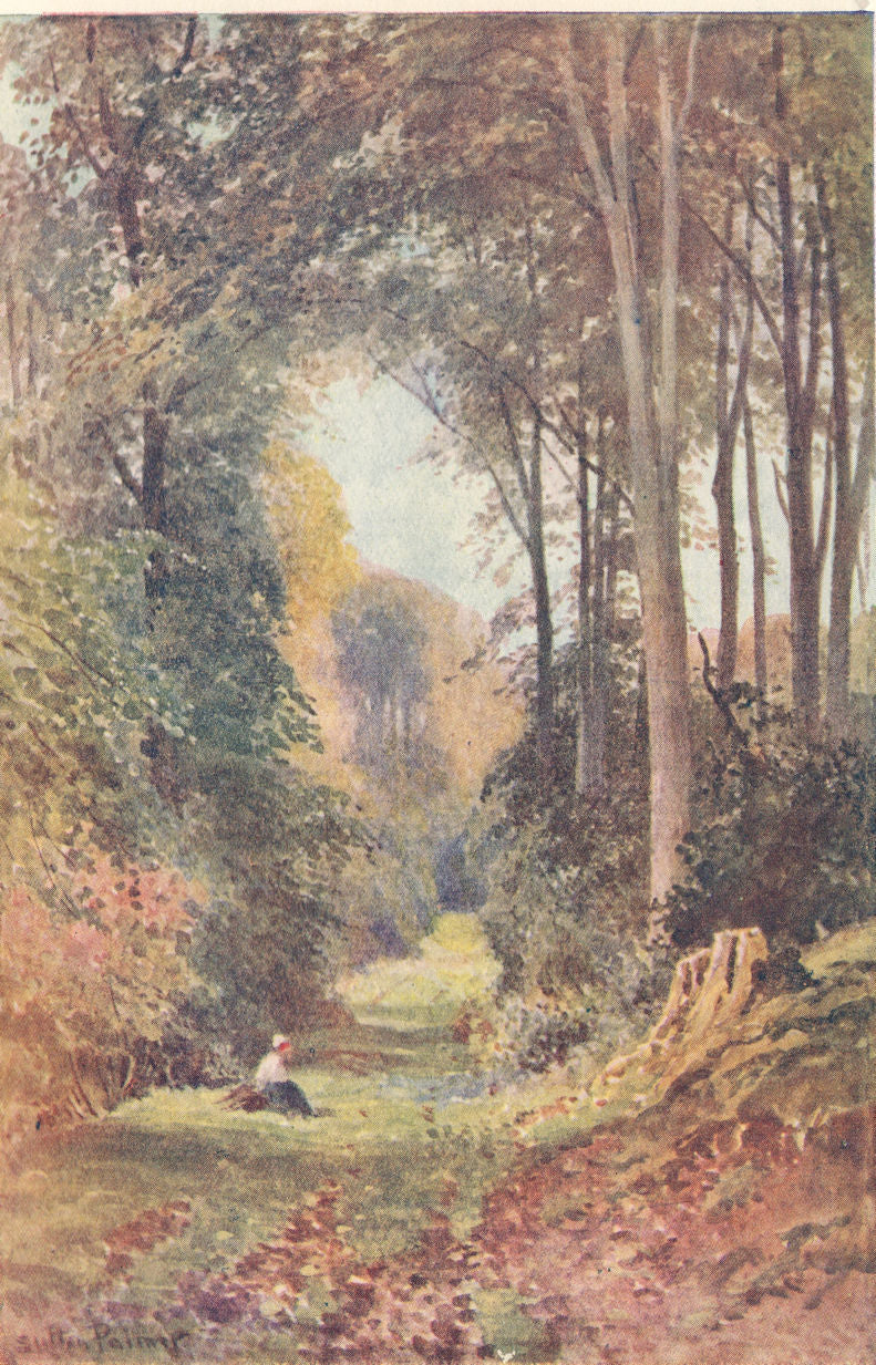 A Beech Wood, Buckinghamshire by Sutton Palmer 1920 old antique print picture